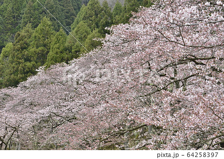 【滋賀県 高島市】海津大崎の桜 【滋賀県 高島市】海津大崎の桜 64258397