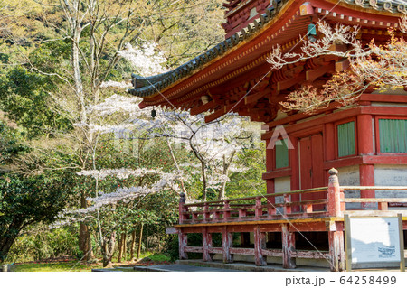桜の神戸・太山寺・三重塔 桜の神戸・太山寺・三重塔 64258499