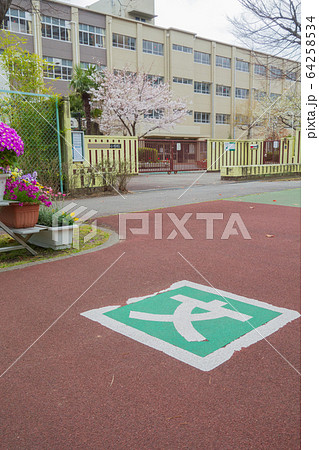 サクラと小学校校門 64258534