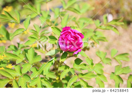 牡丹の花 牡丹の花 64258845