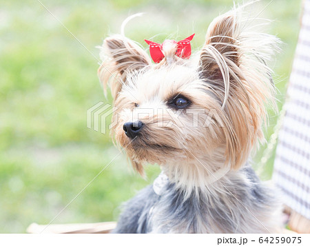 カゴバッグに入ったヨークシャテリア カゴバッグに入ったヨークシャテリア 64259075