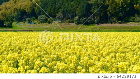 菜の花畑 64259173