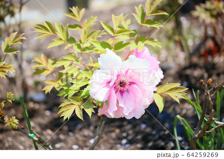牡丹の花 牡丹の花 64259269
