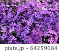 芝桜 64259684