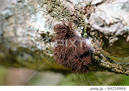 Tall brown sporangia of the Chocolate Tube Slime Mold Stemonitis, family Stemonitidaceae, class Myxomycetes, growing on a rotting log in temperate rainforest, Royal National Park, NSW, Australia Tall brown sporangia of the Chocolate Tube Slime Mold Stemonitis, family Stemonitidaceae, class Myxomycetes, growing on a rotting log in temperate rainforest, Royal National Park, NSW, Australia 64259968