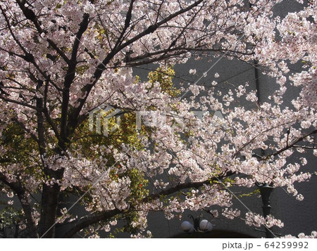 街角の桜１ 64259992