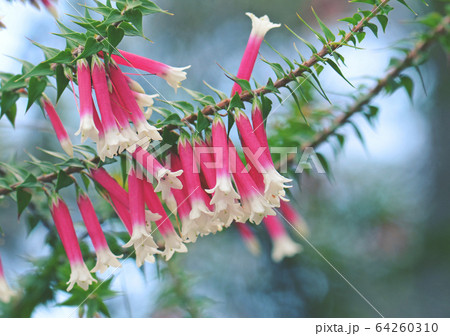 Pink, red and white bell-shaped flowers of the Australian Fuchsia Heath, Epacris longiflora, family Ericaceae, Royal National Park, NSW, Australia.  64260310