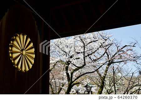 【東京】春の靖国神社(菊の御紋と桜) 【東京】春の靖国神社(菊の御紋と桜) 64260370