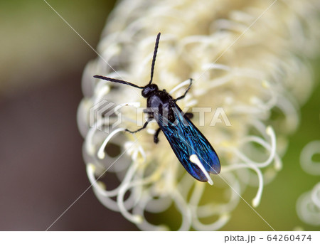 Australian Blue Flower Wasp, Austroscolia soror, family Scoliidae, feeding on an Ivory Curl Tree flower in Sydney, NSW, Australia. Common garden wasps that lay their eggs in Beetle larva. 64260474