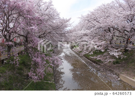 奈良佐保川の桜並木 64260573