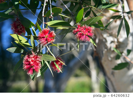 Red flowers and white bark of the Broad-leaved Paperbark, Melaleuca viridiflora, family Myrtaceae. Native to tropical northern Australia and South east Asia. 64260632