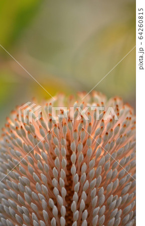 Close up of the stamens of an Old Man Banksia, Banksia serrata, infloresence, family Proteaceae. Shallow depth of field. 64260815