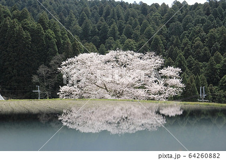 諸木野さん桜 64260882