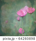 Vintage impressionist painterly style pink Australian Everlasting Daisy. Grunge textured effect. 64260898