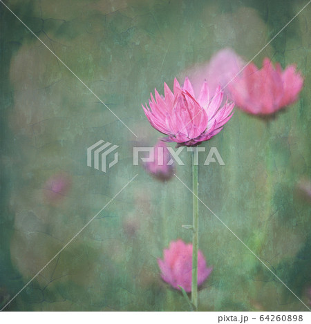 Vintage impressionist painterly style pink Australian Everlasting Daisy. Grunge textured effect. 64260898