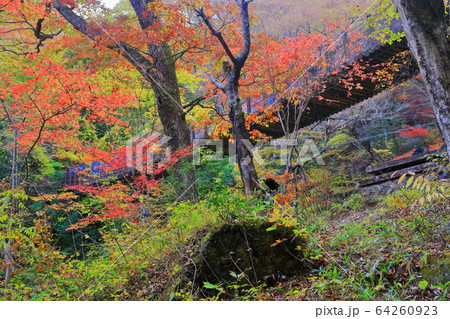 【茨城県】花貫渓谷 汐見滝吊り橋の紅葉 【茨城県】花貫渓谷 汐見滝吊り橋の紅葉 64260923