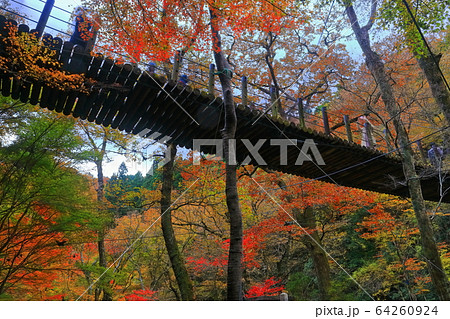 茨城県 花貫渓谷 汐見滝吊り橋の紅葉の写真素材