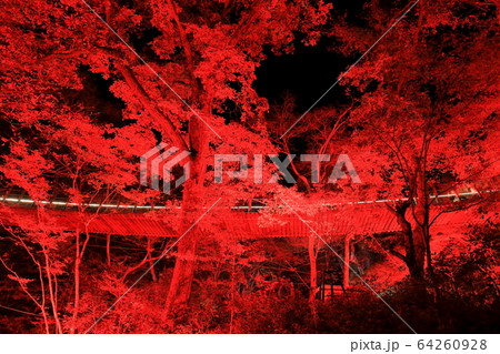 【茨城県】花貫渓谷 汐見滝吊り橋の紅葉ライトアップ 【茨城県】花貫渓谷 汐見滝吊り橋の紅葉ライトアップ 64260928