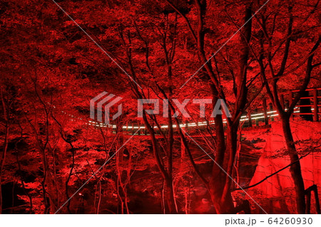 【茨城県】花貫渓谷　汐見滝吊り橋の紅葉ライトアップ 64260930