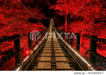 茨城県 花貫渓谷 汐見滝吊り橋の紅葉ライトアップの写真素材