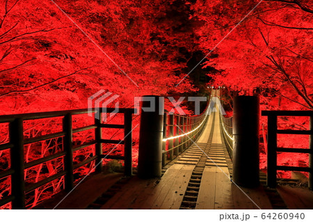 【茨城県】花貫渓谷　汐見滝吊り橋の紅葉ライトアップ 64260940