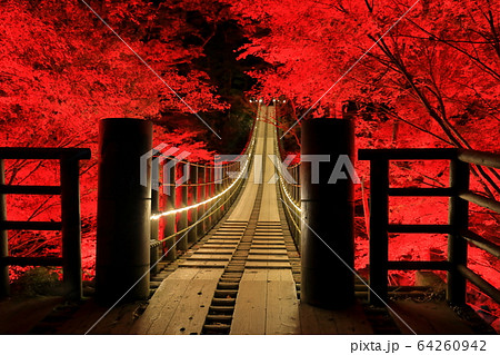 【茨城県】花貫渓谷　汐見滝吊り橋の紅葉ライトアップ 64260942