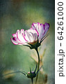 Vintage antique painterly style white and purple Cosmos flower and bud on an aged textured background 64261000