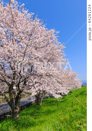 春イメージ_土手沿いの桜 春イメージ_土手沿いの桜 64261224