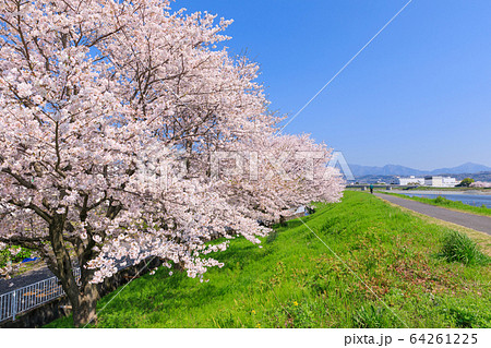 春イメージ_土手沿いの桜 春イメージ_土手沿いの桜 64261225