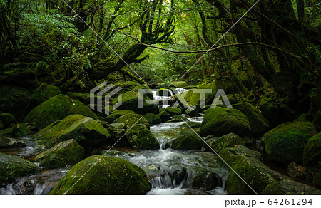 世界遺産 苔むす屋久島の森 水の流れる景色 64261294