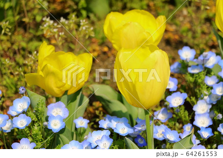 春の花チューリップ 春の花チューリップ 64261553