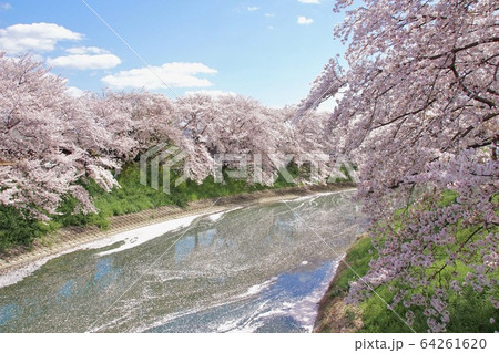 曾我川沿い　満開の桜並木　奈良県橿原市 64261620