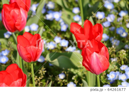 春の花チューリップ 64261677