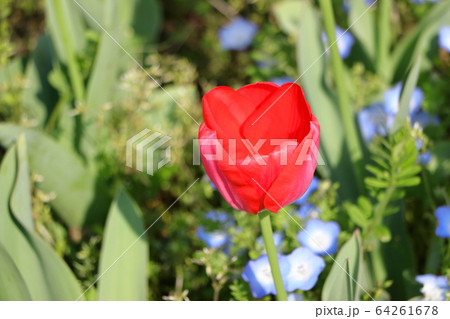 春の花チューリップ 春の花チューリップ 64261678