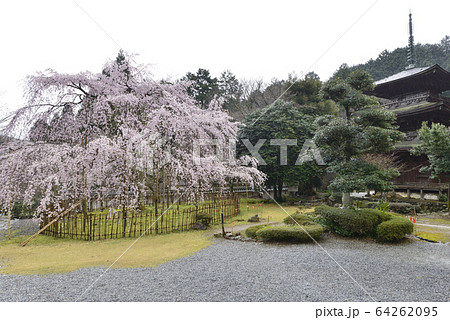 【滋賀県 米原市】清滝寺・徳源院の枝垂桜 【滋賀県 米原市】清滝寺・徳源院の枝垂桜 64262095