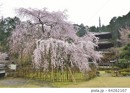 【滋賀県　米原市】清滝寺・徳源院の枝垂桜 64262107