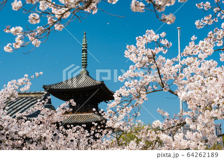 快晴の日の満開の桜と三重塔のイメージ 快晴の日の満開の桜と三重塔のイメージ 64262189