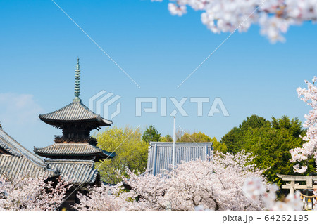 快晴の日の満開の桜と三重塔のイメージ 64262195