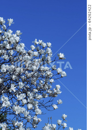 自然 風景 空 64262422