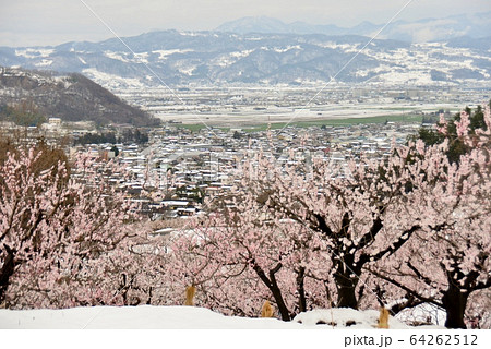 なごり雪のあんず畑 64262512