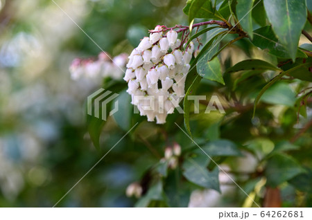 馬酔木の花 馬酔木の花 64262681