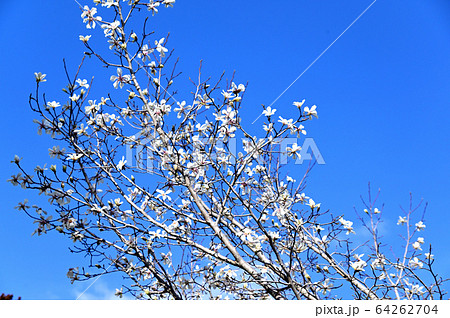 こぶしの花 こぶしの花 64262704