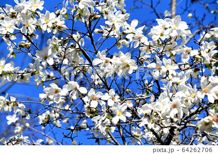 こぶしの花の写真素材