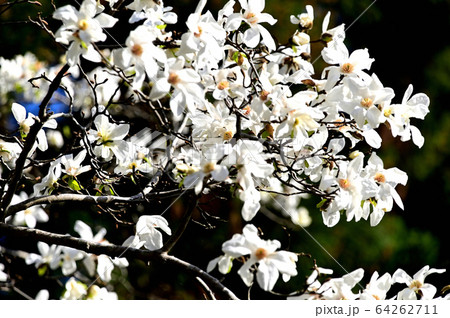 こぶしの花 こぶしの花 64262711