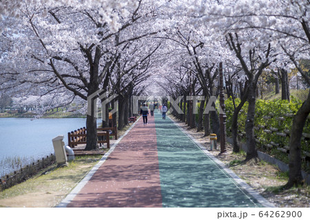 屋外 室外 自然 64262900