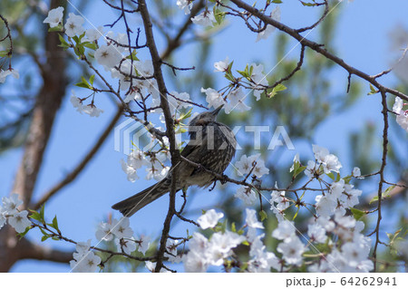 桜 花 ヒヨドリ 64262941