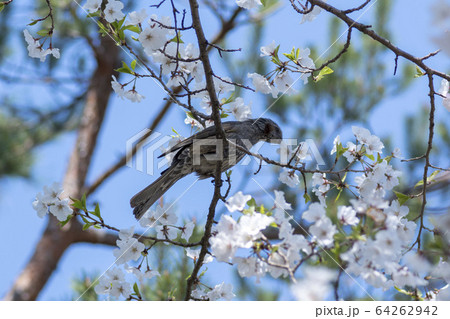 桜 花 ヒヨドリ 64262942