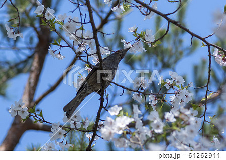 桜 花 ヒヨドリ 64262944