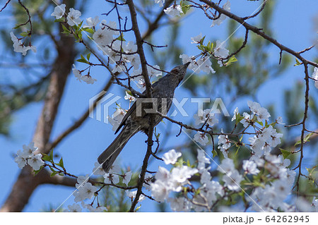 空 桜 花 64262945