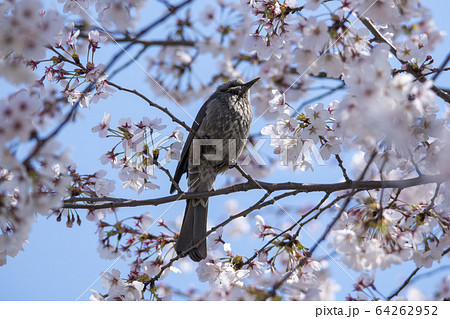 桜 花 ヒヨドリ 64262952